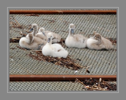 Dunenküken haben ein hell silbergraues Gefieder mit einer weißen Unterseite. Der Schnabel ist schwarz, die Füße und Beine dunkelgrau. Noch nicht ausgewachsene Jungvögel haben ein dumpf graubraunes Gefieder, das im Verlauf des ersten Lebensjahres zunehmend heller wird. Der Schnabel ist noch grau bis fleischfarben, wird dabei zunehmend mehr orange. Die braunen Federn werden allmählich verloren. Ein vollständig weißes Gefieder weisen die Jungschwäne nach der Vollmauser im zweiten Lebensjahr auf.