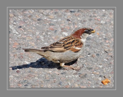 Wissenschaftlicher Name: Passer domesticus Lebenserwartung: 3 Jahre (In der Wildnis) Gewicht: 24 – 40 g (Erwachsener) Gelegegröße: 4 – 5 Erhaltungszustand: Ungefährdet (Abnehmend) Encyclopedia of Life Geschwindigkeit: 46 km/h (Erwachsener, Im Flug)