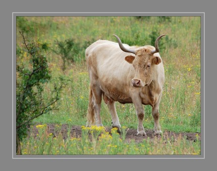 Hörner haben Hohlräume und sind die Verlängerungen der Stirnhöhlen. Der knöcherne Hornzapfen befindet sich im Innern der Hornscheide und ist für die Hornbildung verantwortlich. Er ist durchblutet und mit Nervenfasern durchzogen und deshalb sehr empfindlich. Hörner sind also nicht totes Material wie z.B. menschliche Fingernägel, die man einfach wegknipsen kann, sondern ein wesentlicher Körperteil der Kuh. 