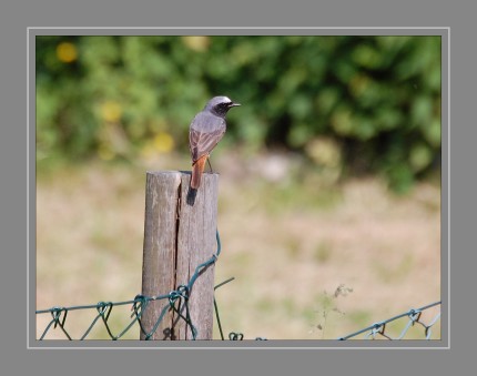 Der Gartenrotschwanz (Phoenicurus phoenicurus) ist eine Vogelart aus der Familie der Fliegenschnäpper (Muscicapidae), Als Höhlen- und Halbhöhlenbrüter bewohnt er vorwiegend lichte Laubwälder, Parkanlagen und Gärten mit altem Baumbestand. 