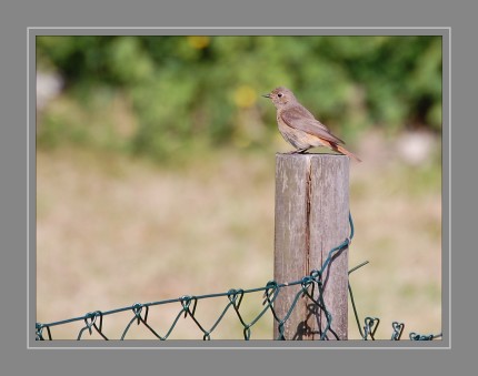 Das Männchen ist auffallend kontrastreich gefärbt. Das Weibchen ist unscheinbarer gefärbt. Der Gartenrotschwanz zieht sehr früh in die Winterquartiere. Der Wegzug erfolgt ab Mitte Juli mit dem Abwandern der Jungvögel und ist meist Ende September abgeschlossen. Die Hauptzugzeit liegt in der zweiten Augusthälfte.