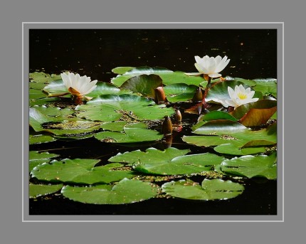 Seerosen-Arten sind selten Einjährige Pflanzen. Die meisten sind Ausdauernde Pflanzen und krautige Pflanzen. Diese Wasserpflanzen bilden langgestreckte oder knollenförmige Rhizome aus, mit denen sie im Schlamm von Flüssen, Teichen, Seen und anderen Gewässern verankert sind.