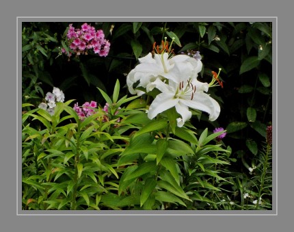 Lilien sind ausdauernde, aufrecht wachsende Zwiebelpflanzen mit oft auffälligen Blüten. Aufgrund ihres attraktiven Erscheinungsbilds wurden und werden sie in vielen Kulturen als Zierpflanzen geschätzt. Einige Arten zählen zu den ältesten Zierpflanzen überhaupt und fanden auch Verwendung als religiöse Symbole.