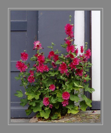 Arten und Sorten der Gattung Geranium werden mindestens seit dem 16. Jahrhundert als Zierpflanzen kultiviert und Arten und vor allem Sorten sind in zahllosen Gärten und Parks anzutreffen.A