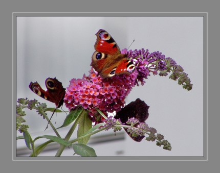 Anders als die hoch spezialisierten Raupen sind die Falter wenig wählerisch. Im zeitigen Frühjahr werden Weiden, Huflattich, Schlehen und Löwenzahn besucht, im Sommer mit Vorliebe rote und blauviolette Blüten. 