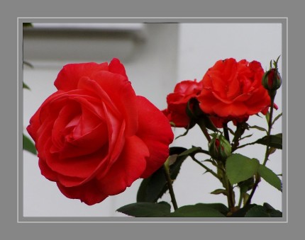 Gärtnerisch wird zwischen Wildrosen und Kulturrosen unterschieden. Die Rose wird seit der griechischen Antike als „Königin der Blumen“ bezeichnet. Rosen werden seit mehr als 2000 Jahren als Zierpflanzen gezüchtet. Das aus den Kronblättern gewonnene Rosenöl ist ein wichtiger Grundstoff der Parfumindustrie.