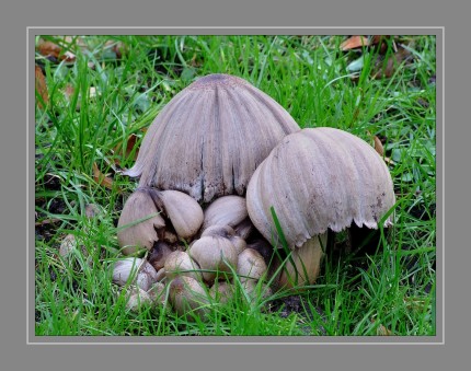  Der häufige Blätterpilz kommt in Parkanlagen, an Wegrändern sowie in Laubwäldern vor und ist in Europa weit verbreitet. Die Fruchtkörper sind vor dem tintenartigen Zerfließen des Huts und der Lamellen essbar, verursachen aber bei Alkoholgenuss eine Vergiftung (Coprinus-Syndrom).