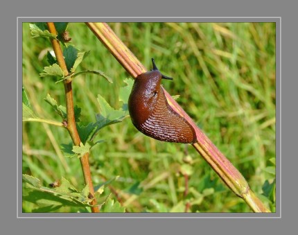 Die Rote Wegschnecke, auch Große Wegschnecke oder Große Rote Wegschnecke genannt, ist eine 12 bis 15 Zentimeter lange Nacktschnecke, die in Mittel- und Westeuropa weit verbreitet ist.