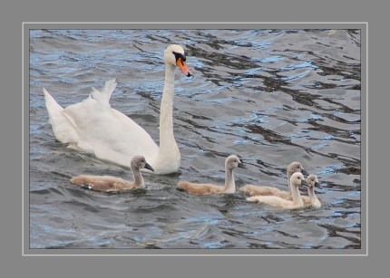 dsc_0458-schwanfamilie