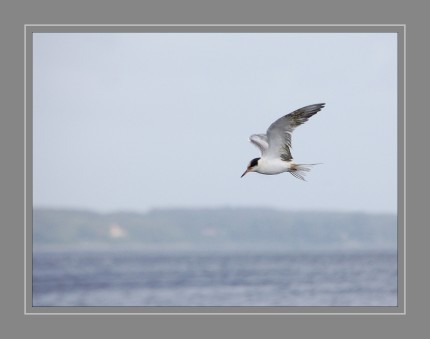 Die Küstenseeschwalbe ist eine Vogelart aus der Familie der Seeschwalben. Sie gilt als der Zugvogel mit der längsten Zugstrecke überhaupt, da sie in der Nordpolarregion brütet und in den Südpolarregionen überwintert.