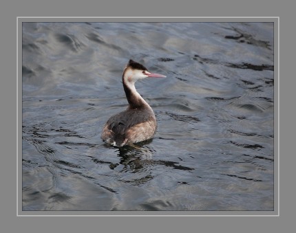 Der Haubentaucher (Podiceps cristatus) ist eine Vogelart aus der Familie der Lappentaucher (Podicipedidae). Der etwa stockentengroße Vogel ist der größte, häufigste und bekannteste Vertreter dieser Familie von Wasservögeln.