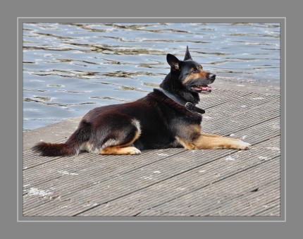 Der Schäferhund ist lernwillig, aber auch selbstbewusst und braucht eine fortdauernde konsequente Erziehung mit viel Geduld, positiver Verstärkung und Verständnis. Er zeigt ein stark ausgeprägtes Schutzverhalten.