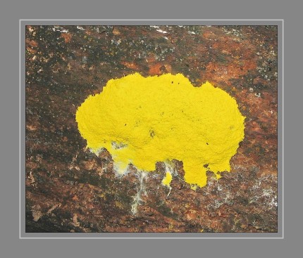 Die Gelbe Lohblüte oder Hexenbutter ist eine Schleimpilz-Art aus der Ordnung der Physarida. Sie ist häufig, weit verbreitet und meist von auffällig gelber Farbe