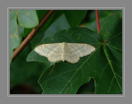 Der Breitgebänderte Staudenspanner (Idaea aversata), auch Laub-Kleinspanner oder Mausohr-Spanner genannt ist ein Schmetterling (Nachtfalter) aus der Familie der Spanner (Geometridae). Es handelt sich um eine in Mitteleuropa häufige und in Färbung und Zeichnung sehr variable Art mit zahlreichen Synonymen und formae. 